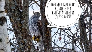 Ястреб Клюква бесит маленьких птичек в их Кафе. Ястреб, не еш, ухади!