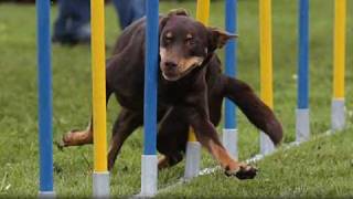 Agility Kelpie`s 2010