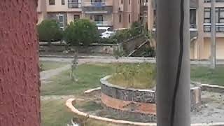 Köpekler s*ev*şiyor (azdım)