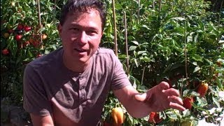Is Organic Produce More Nutritious than Non-Organic? Do You use Tap Water? and other Q&A