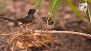 Shama Thrush Chicks - Cincinnati Zoo