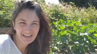 Self Sufficient Vegetable Garden Update #selfsufficient #homestead #homesteaders #veggiepatch