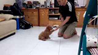Ruffle The Maltipoo - Dog Tricks at 4 months old