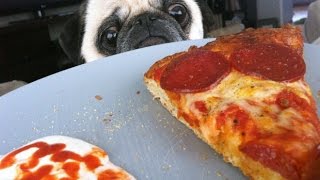 Funny Dog Stealing Pizza! Compilation # 13 / Смешные собаки Крадут Пиццу! Подборка Приколов #13