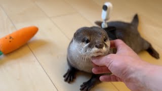 カワウソと猫の見ている世界を見てみた！ A look into the world as seen by an otter and a cat!