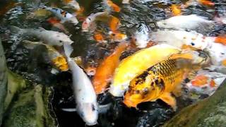Koi Carp Go Crazy For Food - Hungry Fish Need Feeding...