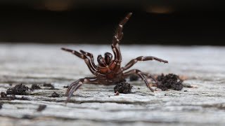 ?WARNING! FUNNEL-WEB SEASON IS HERE! ?| The Australian Reptile Park