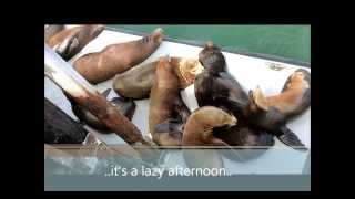 Sea Lions Talking- LPT