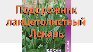 Подорожник обыкновенный Лекарь (lekar) ? Лекарь обзор: как сажать, семена подорожника Лекарь