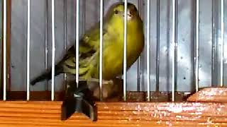 Гибрид Канарейка+Чиж. 8 месяцев. Пение. Hybrid Canary + Chizh. 8 months. Singing.