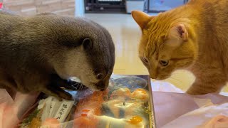 おせちのお重に興味津々すぎるカワウソ猫 cat and otter are too curious about the Osechi food.