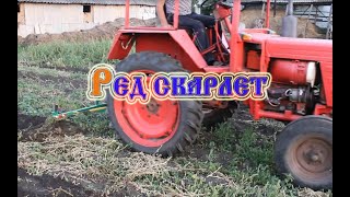 Ред Скарлет СБОР УРОЖАЯ (2019)/ЗБИРАННЯ ВРОЖАЮ