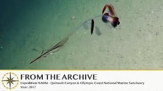 Translucent Cockatoo Squid Flutters By - 2017 (Remastered!) | Nautilus Live