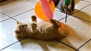 KittyJoyJoy - Kittens Looner Latex Balloons Popping Fetish Funny Cat Videos