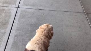 Come Follow Me As I Run Errands With My Guide Dog… Watch How We Problem Shoot
