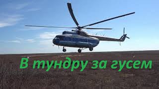 Охота на гусей в тундре весной 2019