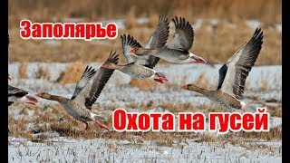 Охота на гусей | Заполярье, Россия (RUS)