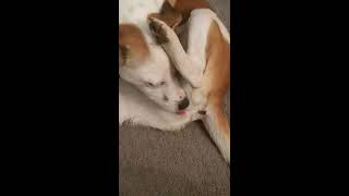 DO NOT KISS YOUR DOGS , IF THEY DO THIS