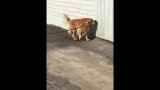 Exterior search nosework