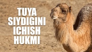 Tuya siydigini ichish hukmi (Shayx Sodiq Samarqandiy)