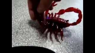 RC Scorpion
