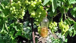 Вредители винограда. Борьба с осами на винограднике
