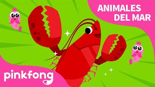 Langosta | ????Aplaude, aplaude langosta ????| Animales del Mar | Pinkfong Canciones Infantiles