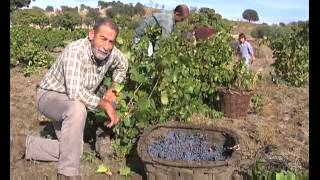 Elaboración del vino de pitarra en familia