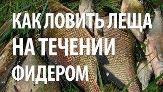 ЛОВЛЯ на ФИДЕР ЛЕЩА на ТЕЧЕНИИ. КАК УСПЕШНО ЛОВИТЬ на ФИДЕР с БЕРЕГА