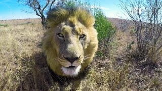 Loading The Lions | The Lion Whisperer