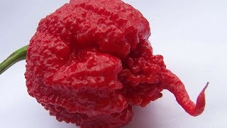 Peperoncini 2017 Carolina reaper