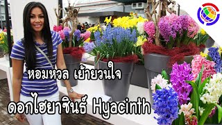 หอมหวลเย้ายวนใจ ดอกไฮยาซินธ์ Hyacinth แช่ตู้เย็นก็ออกดอกได้