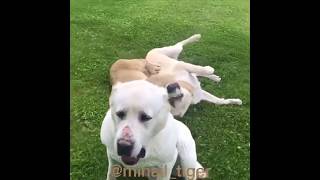 ТИГР И АЛАБАЙ | TIGER VS CENTRAL ASIAN SHEPHERD DOG