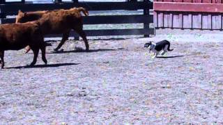 stella holding cattle on fence