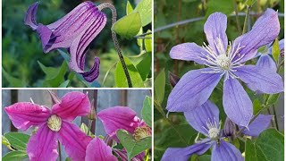 直立铁线莲  Clematis Rooguchi，Arabella，Inspiration