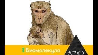 Марина Ванчатова: "Дорогие родственники: приматы как модель изучения человека"