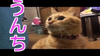 【うんち】茶トラ猫がう◯ちする映像を世に放ってしまった。