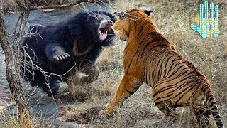 TOP 10 Batallas Épicas Animales