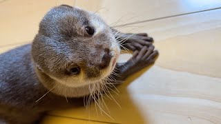ジャーキーを落として見つからなくなりブチギレまくるカワウソ Otter too angry because he dropped his jerky and couldn't find it.