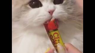 Кота вштырило от сладкого | Cat after drugs