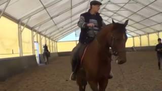 Конный спорт об учение. Кизимов М.И. Мягкий повод от подведённого зада,