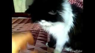 Кота накурили спайсом - smoky cat