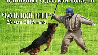 Немецкая овчарка Кин. Большой ринг.
