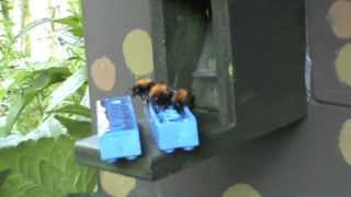 Hummel-Bar