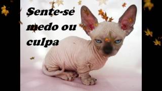 Como entender a Linguagem dos Gatos
