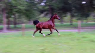 Half Arabina Filly 2015