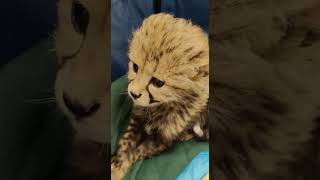 Cheetah Cub Rozi - Cincinnati Zoo #shorts