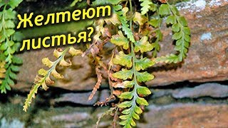 Папоротник пропадает! Сохнут и желтеют листья, что делать, как спасти растение?