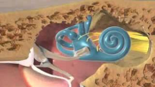 Process of Hearing Animation   YouTube