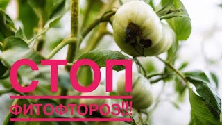 Как сделать так, чтоб не было фитофтороз?
